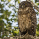 Fish Owl