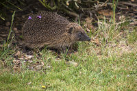 Hedgehog