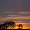 Trees at sunset