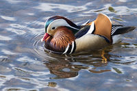 Mandarin Duck