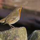 Robin