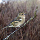 Female Chaffinch