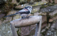 Long Tailed Tit
