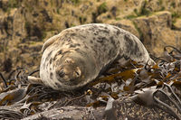 Grey Seal