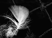 Feather in the wind