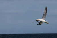 Northern Gannet