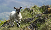 Blackface lamb