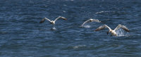 Northern Gannets