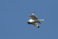 Kittiewake with nesting material