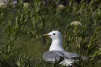 Kittiewake with nesting material