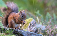 Red Squirrel