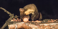 Pine Marten
