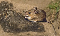 Wood Mouse