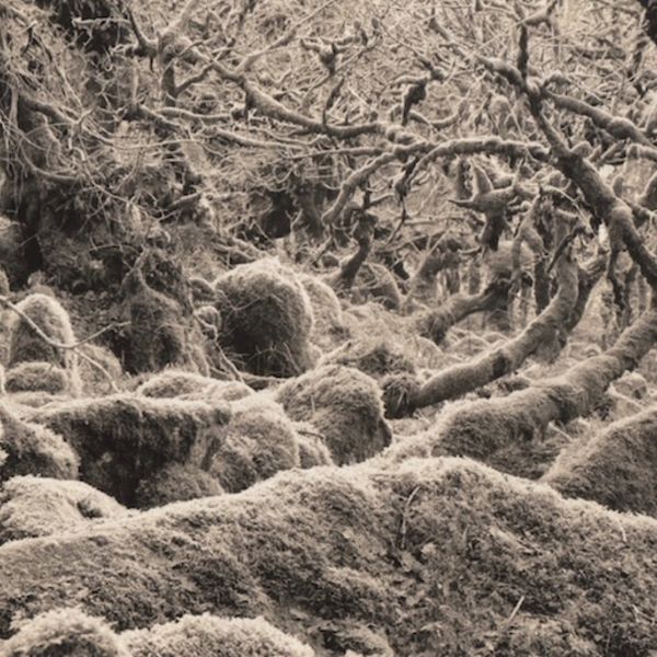 0018 landscape