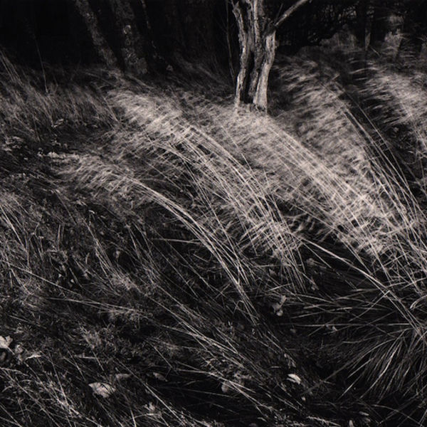 0020 landscape