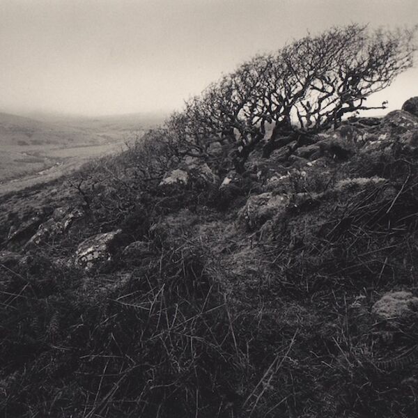 0045 landscape