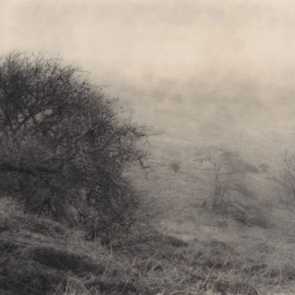 0049 landscape