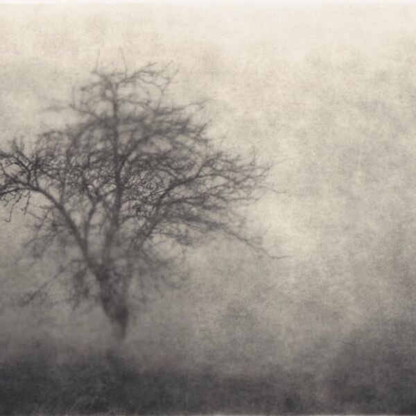 0050 landscape