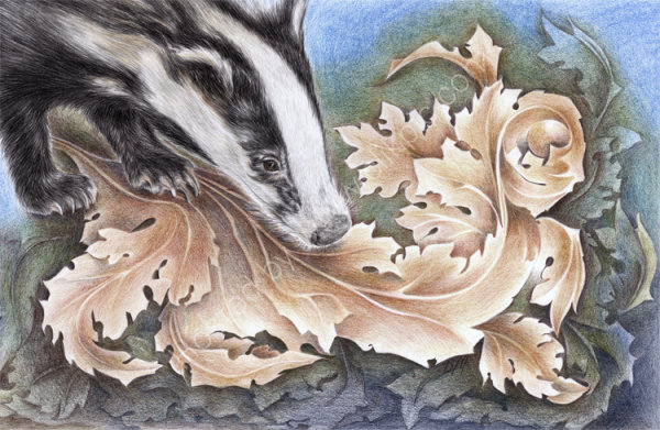 Badger of the Arts and Crafts - coloured pencil