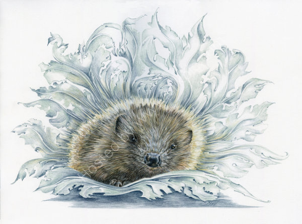 Medieval Hedgepig - coloured pencil