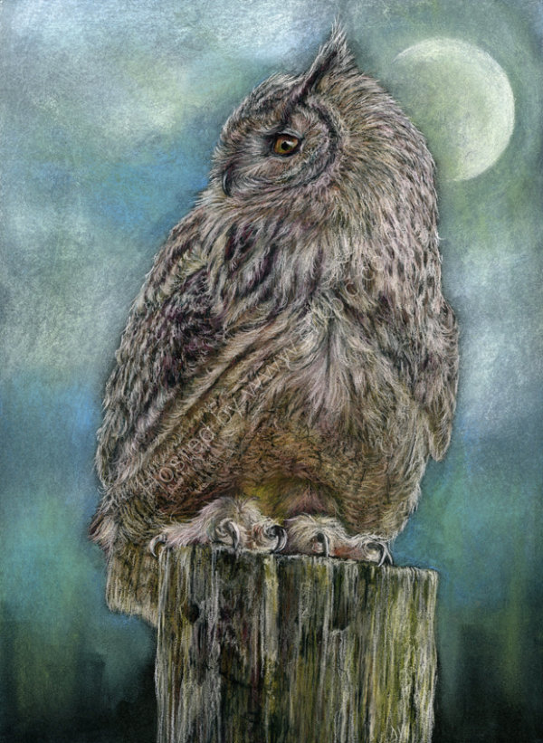 Twilight: Snowy Owl - pastel