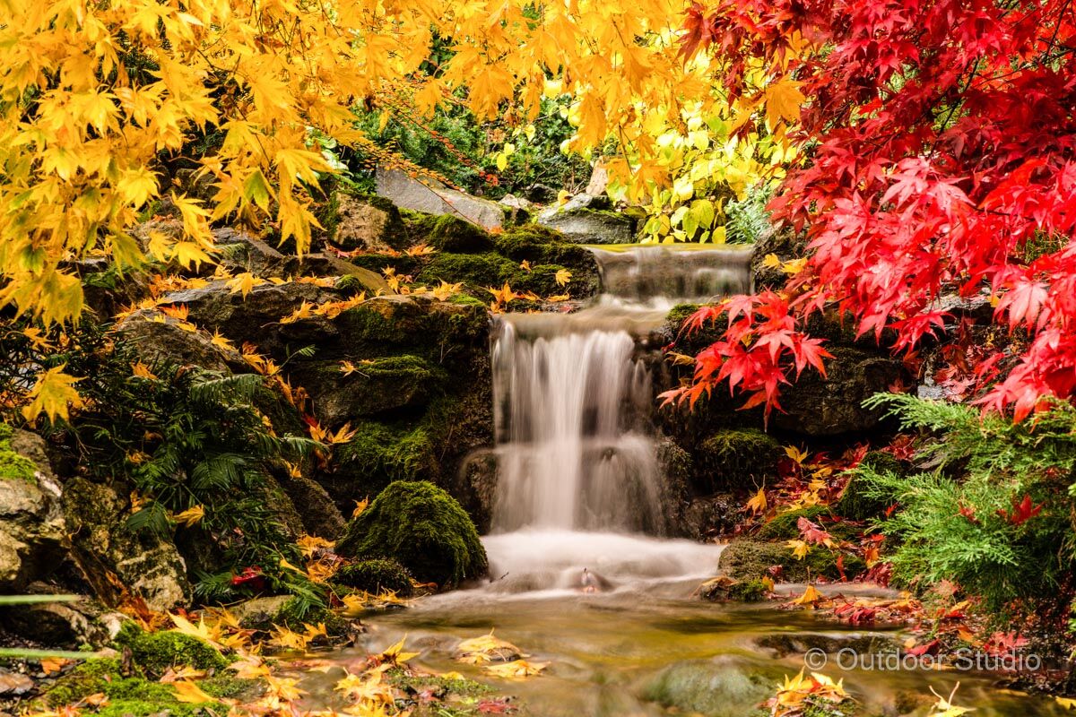 NATIONAL BOTANIC GARDENS - 2 DAY PHOTOGRAPHY WORKSHOP - OCTOBER 2022