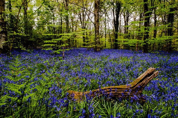 BLUEBELL WOODS - 1 Day Photography Workshop - MAY 2019