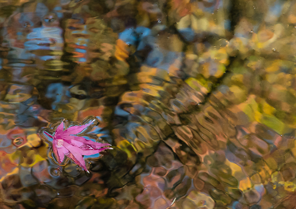 MOUNT USHER GARDENS - 1 Day Photography Workshop MAY 2019
