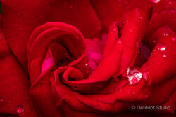 NATIONAL BOTANIC GARDENS - 1 DAY PHOTOGRAPHY WORKSHOP - APRIL 2023