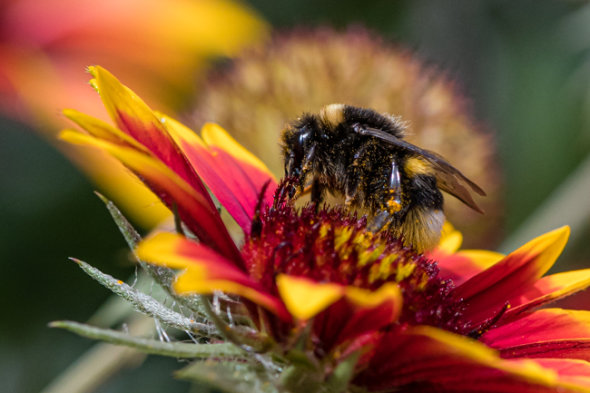 MACRO/CLOSE-UP PHOTOGRAPHY 1 DAY WORKSHOP - APRIL 2020