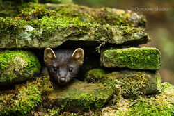 ADOBE LIGHTROOM - MODULE 10 - NATURE & WILDLIFE EDITING - DATE: 24th APRIL 2021