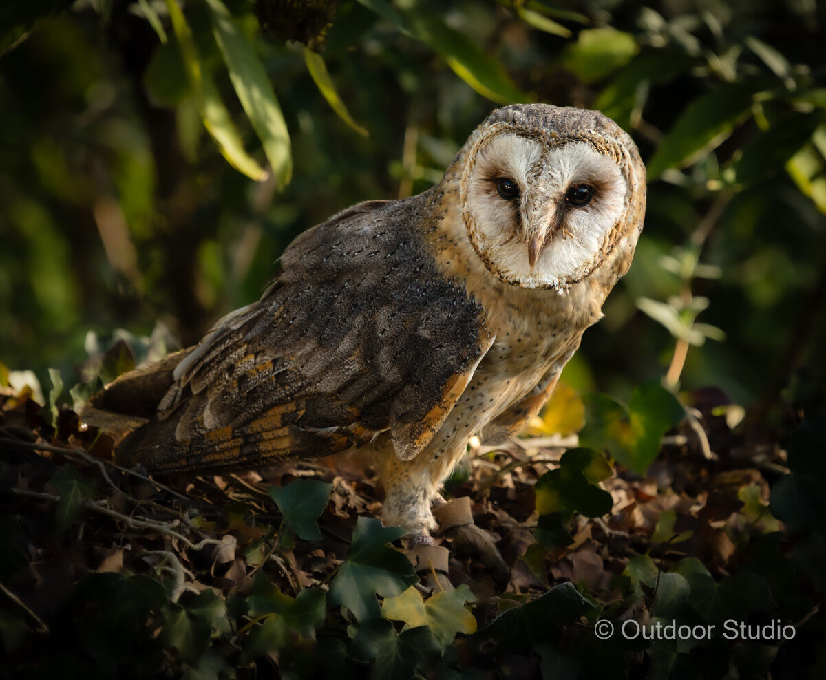 FALCONRY PHOTOGRAPHY WORKSHOP - SATURDAY 19th SEPTEMBER 2026
