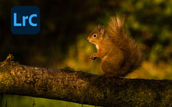 ADOBE LIGHTROOM CLASSIC MODULE LRC7 - LIBRARY - WEDNESDAY 2nd SEPTEMBER 2026