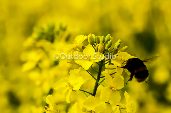 KILMACURRAGH GARDENS - 1 Day Photography Workshop - APRIL 12th 2019