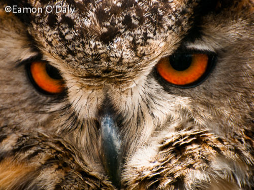 Dublin Falconry Photography Workshop - APRIL 2019