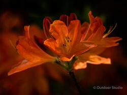 NATIONAL BOTANIC GARDENS - 3 Day Photography Workshop
