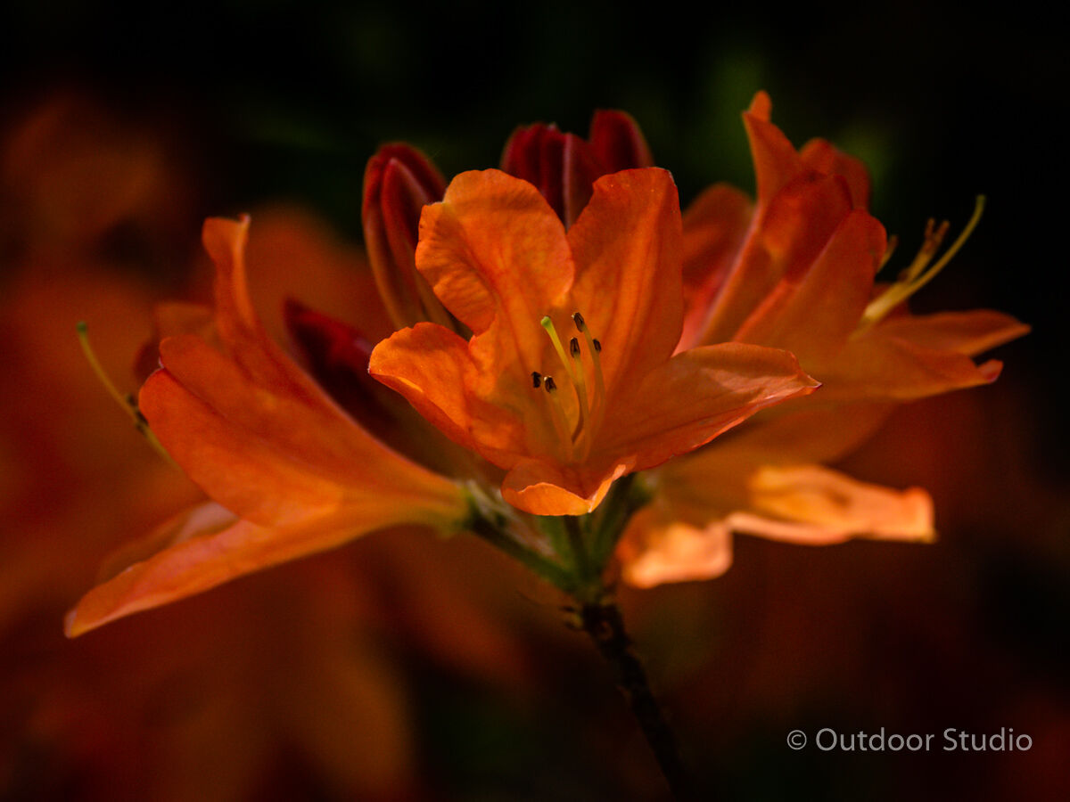 MOUNT USHER GARDENS - 1 DAY PHOTOGRAPHY WORKSHOP - APRIL 2022