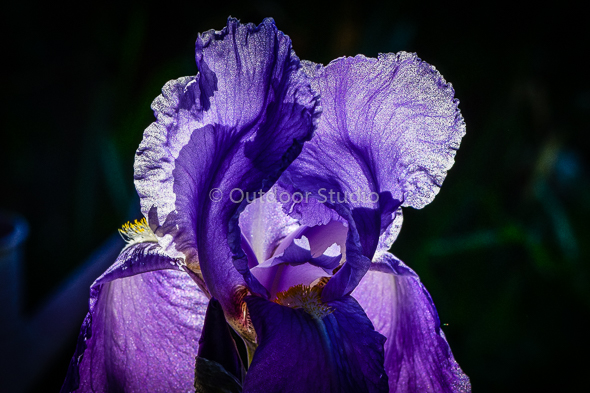 LOUGHCREW ESTATE & GARDENS - 1 Day Photography Workshop - SUMMER 2019