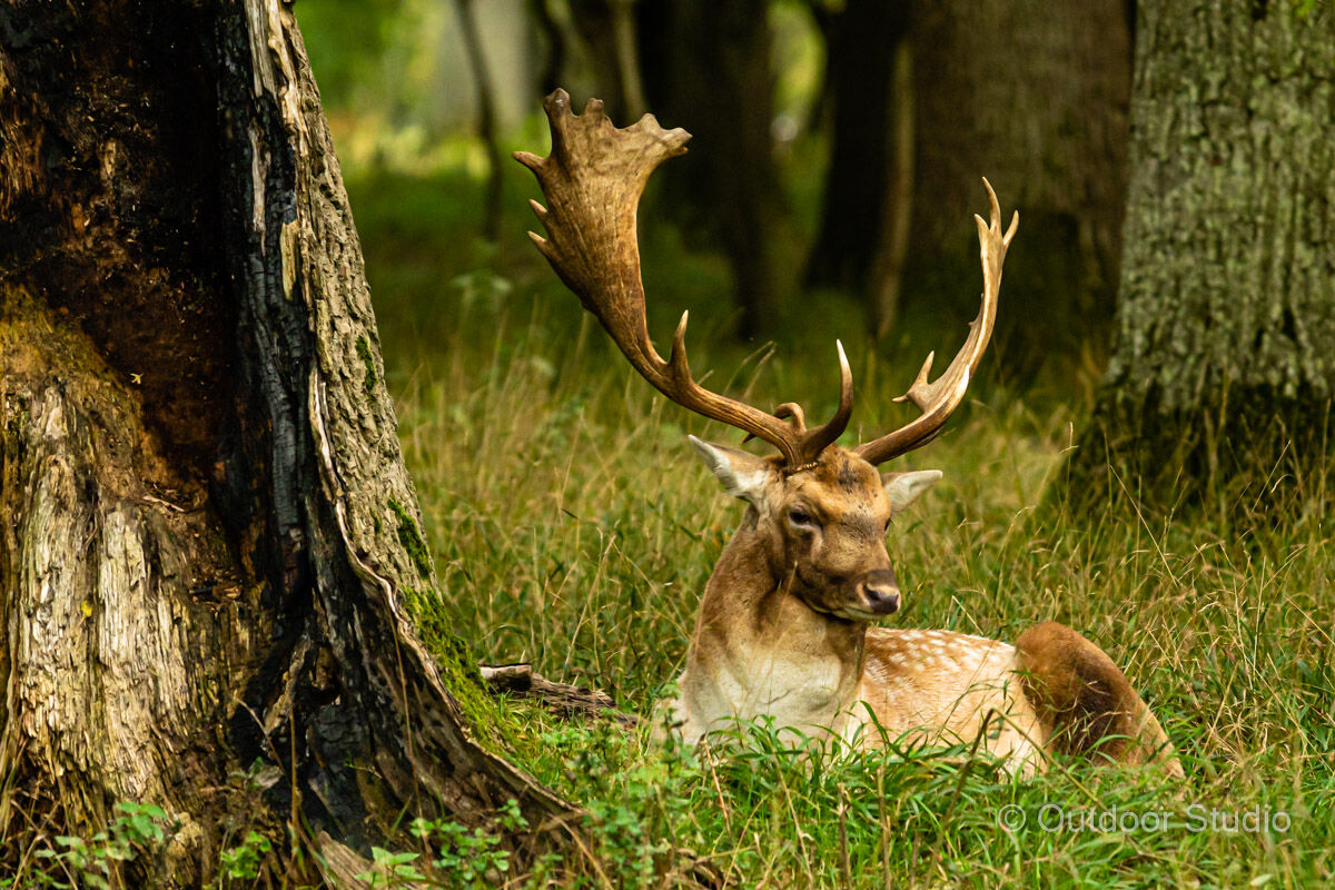 WILDLIFE PHOTOGRAPHY WORKSHOP - OCTOBER 2021