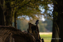 LIGHTROOM CLASSIC SATURDAY MODULES - JAN/FEB 2026