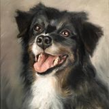 Collie