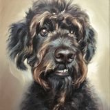 Labradoodle