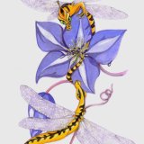 Clematis Dragonfly