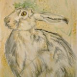Brown hare