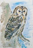 Tawny Owl