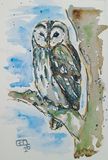 Tawny Owl