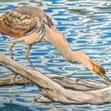 Young Purple Heron, Le Brenne