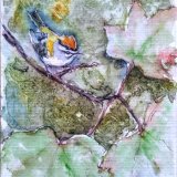 Firecrest in Sycamore