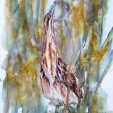 Bittern in reeds