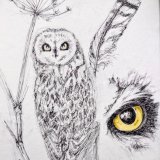 Sketches in pen of short eared owl